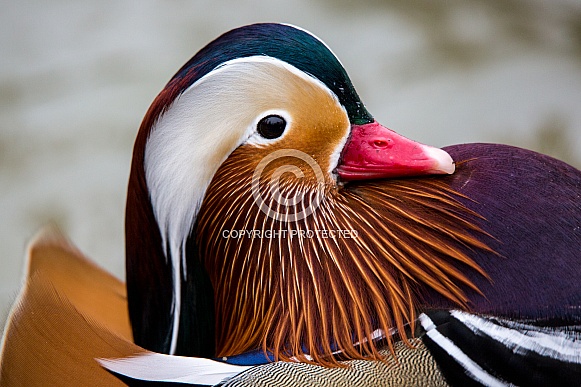 Mandarin Duck Portrait