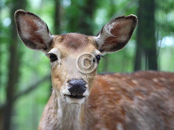 White Tailed Deer