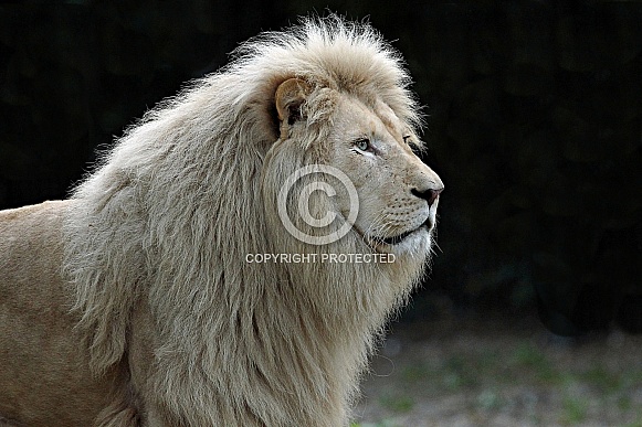 African White Lion