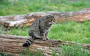 Scottish Wild Cat