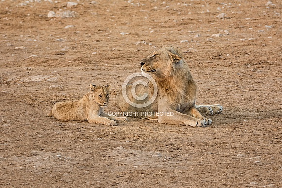 Male Lion and cub