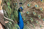 Peacock Close Up Tail Feathers Out