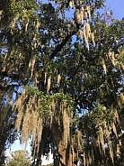 Spanish Moss hanging from Live Oak tree branches