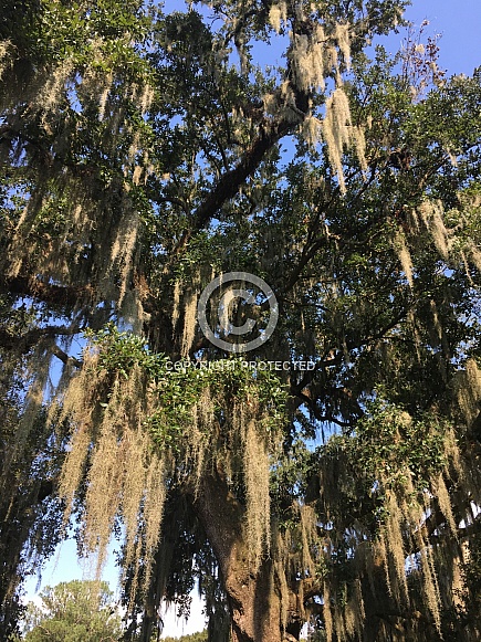 Spanish Moss hanging from Live Oak tree branches