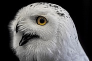 Snowy Owl--Snowy Owl Chatter
