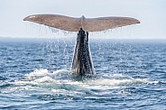 Humpback Tail