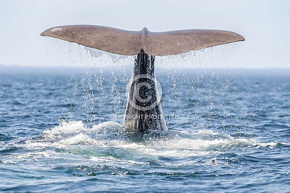 Humpback Tail