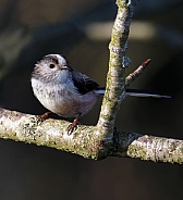 Long Tailed tit