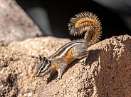 Least Chipmunk in a Colorado Forest