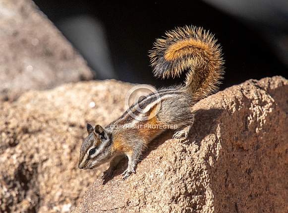 Least Chipmunk in a Colorado Forest
