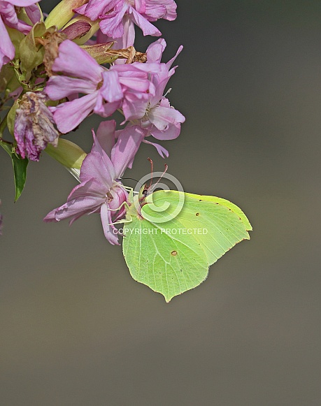 Brimstone Brimstone