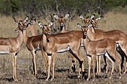 Impala - Savuti region of Botswana