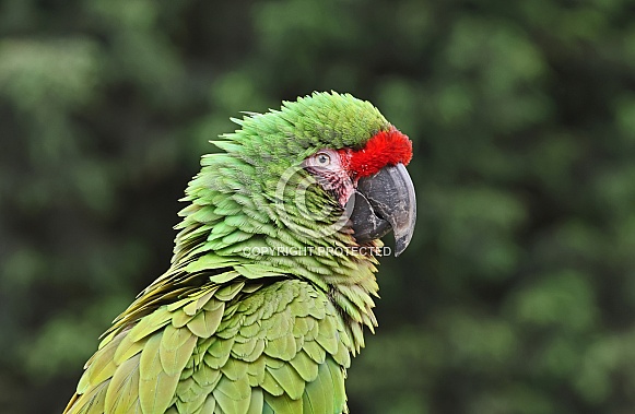 Military Macaw