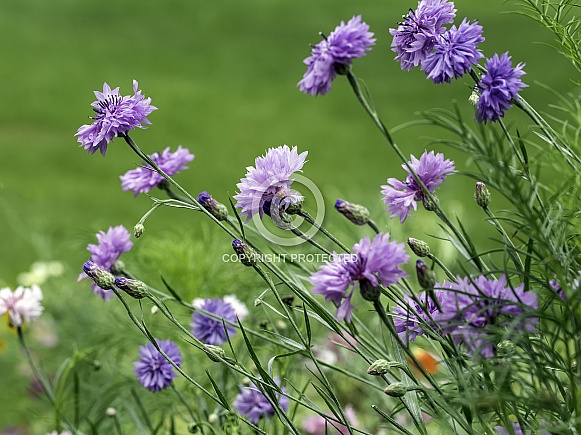 Cornflower or Bachelor's Button Wildflowers Cornflower or Bachelor's Button Wildflowers