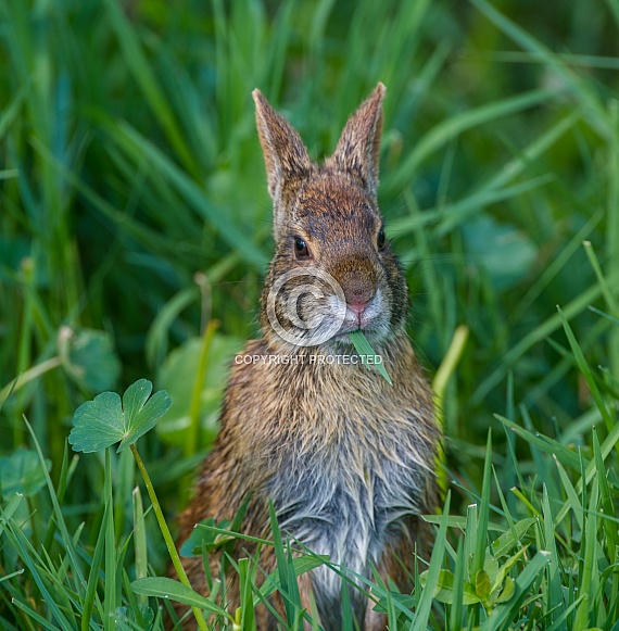 Swamp Marsh rabbit (Sylvilagus palustris) eating grass - sitting up cute adorable face expression