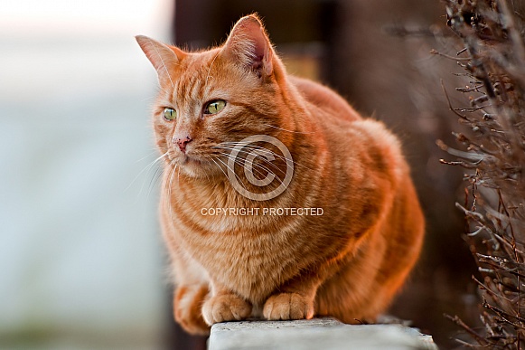 Ginger Cat