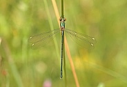 Willow Emerald Damselfly