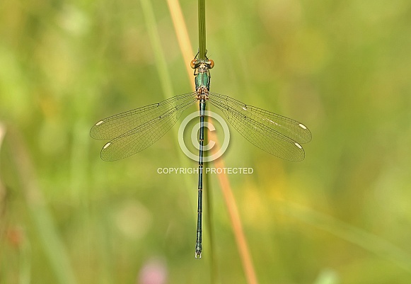 Willow Emerald Damselfly