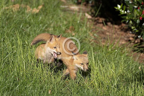 Red Fox Kits