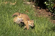 Red Fox Kits