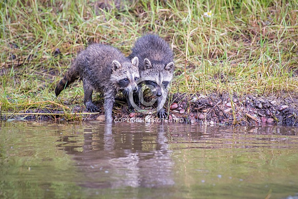 Raccoon Baby - 2 Months Old Raccoon Baby - 2 Months Old
