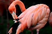 Flamingo