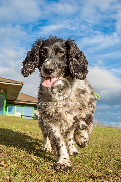 English Springer Spaniel