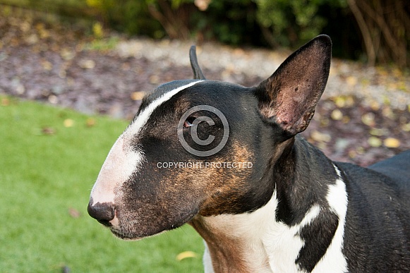Tri-colour English Bull Terrier