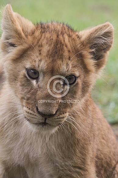 Lion cub