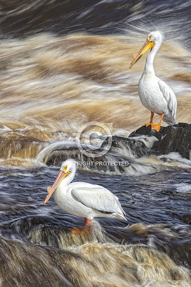 American White Pelican
