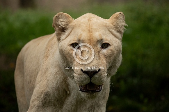 African White Lion African White Lion