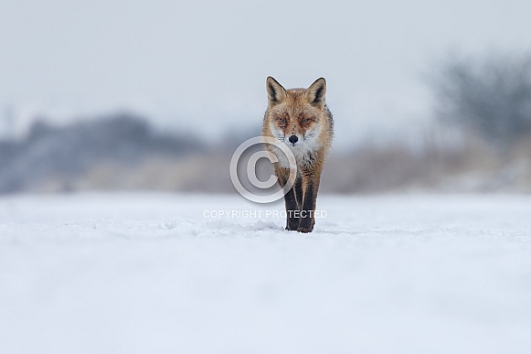 Red foxes Red foxes