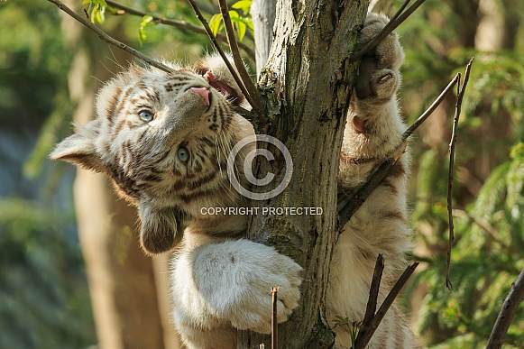 White Tiger Cub