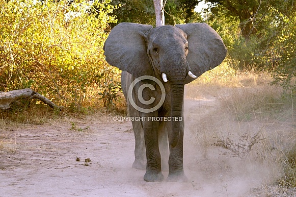 African Elephant