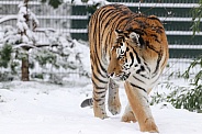 Siberian tiger