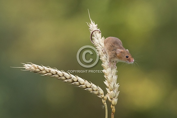 Harvest Mouse Harvest Mouse