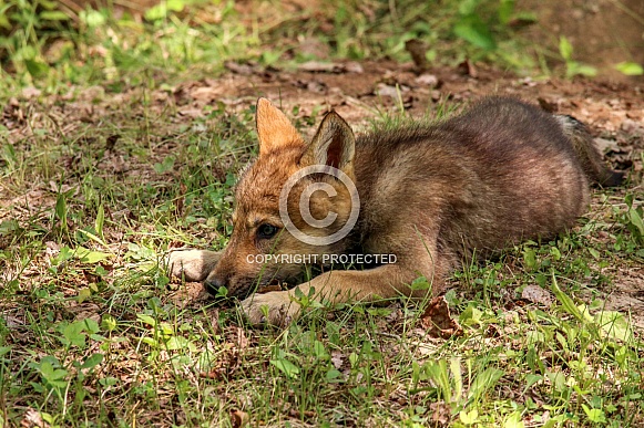 Wolf and Wolf Pups