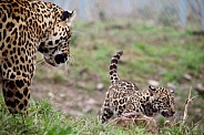 Jaguar with Cub