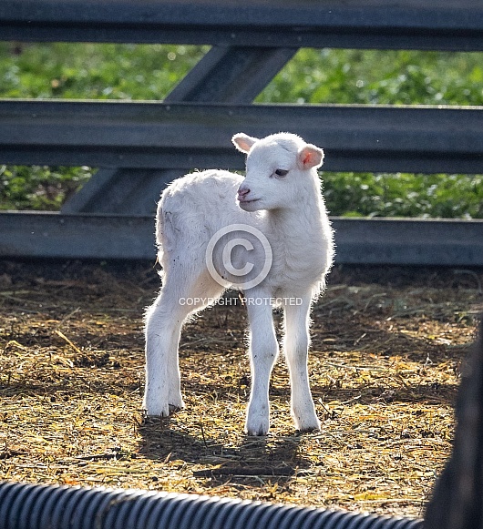 Baby sheep Lambs