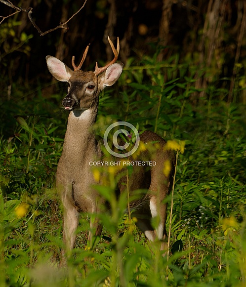 White tail deer
