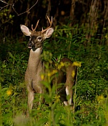 White tail deer