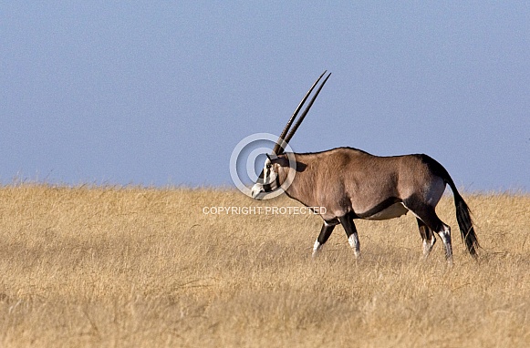 Gemsbok (Oryx) - Damaraland - Namibia Gemsbok (Oryx) - Damaraland - Namibia