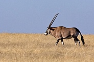 Gemsbok (Oryx) - Damaraland - Namibia
