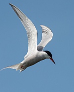 Hovering Tern