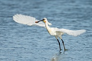 The Eurasian spoonbill