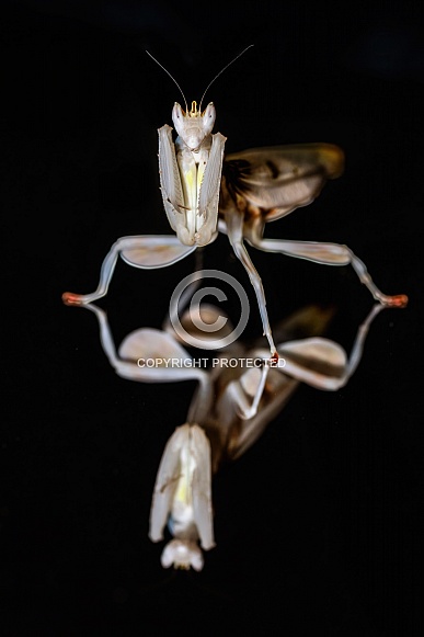 Orchid Mantis