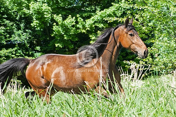 Horse