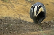 Badger