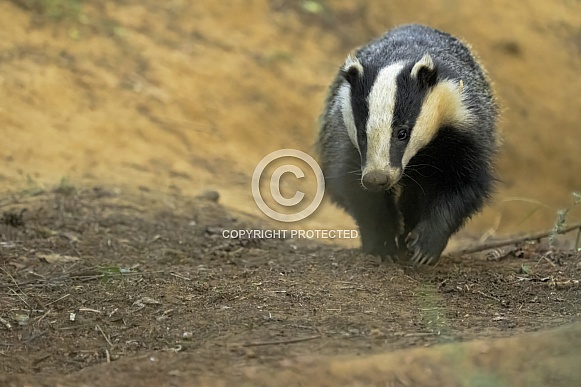 Badger