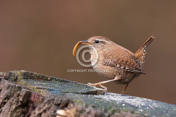 Wren Wren